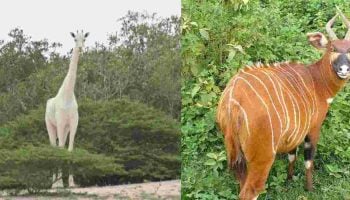 15 Most Unusual Animals You Can Find in Kenya