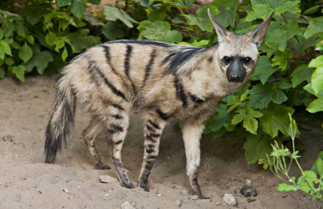 The Most Unusual Animals You Can Find in Kenya