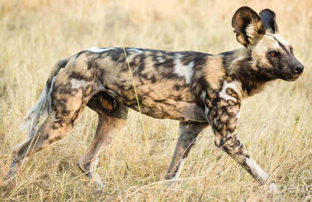 The Most Unusual Animals You Can Find in Kenya