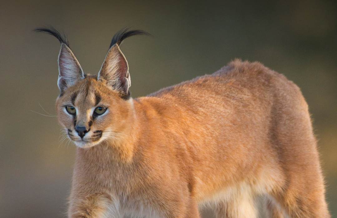 The Most Unusual Animals You Can Find in Kenya