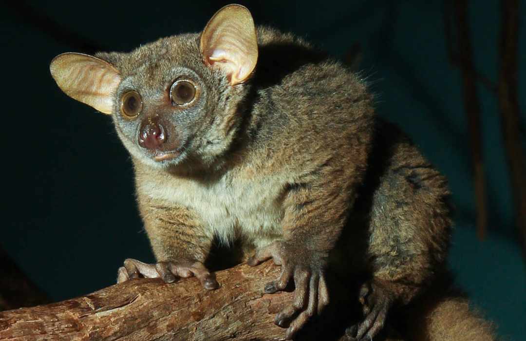 The Most Unusual Animals You Can Find in Kenya