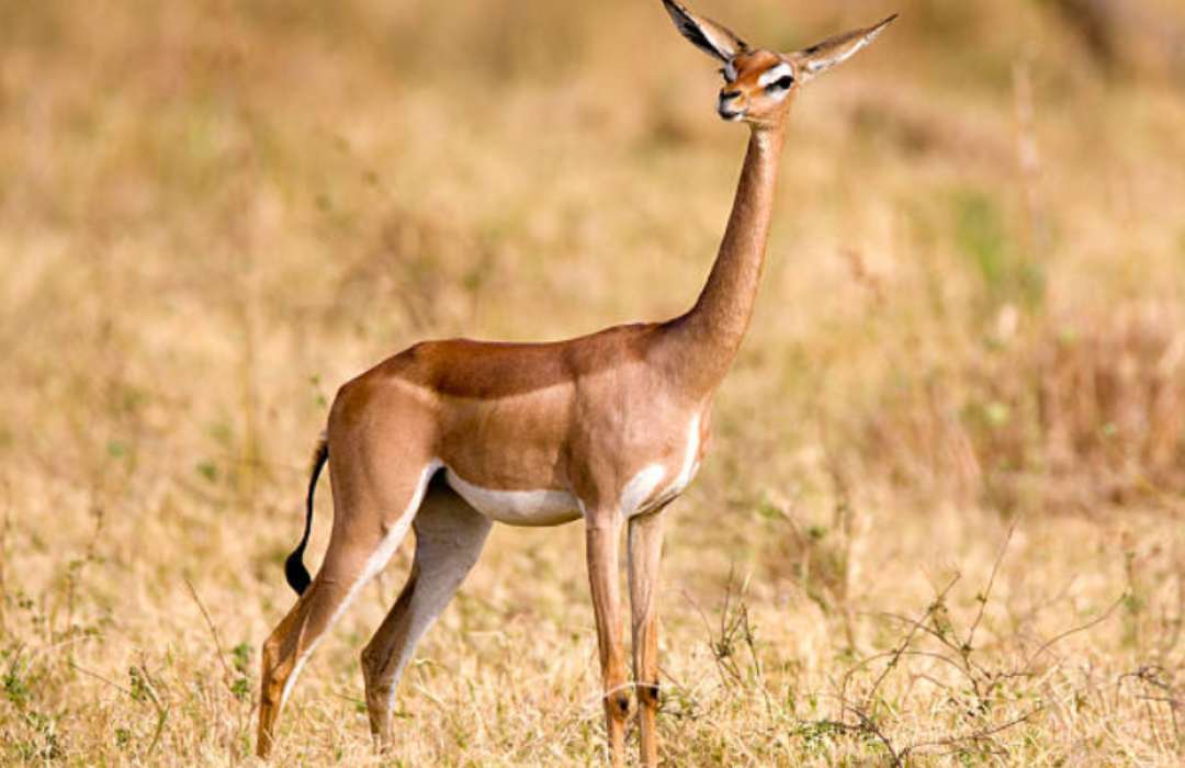 The Most Unusual Animals You Can Find in Kenya