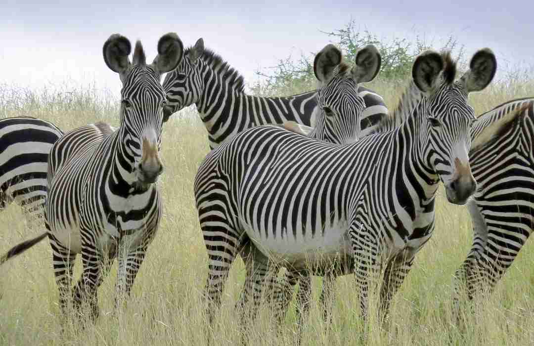 The Most Unusual Animals You Can Find in Kenya