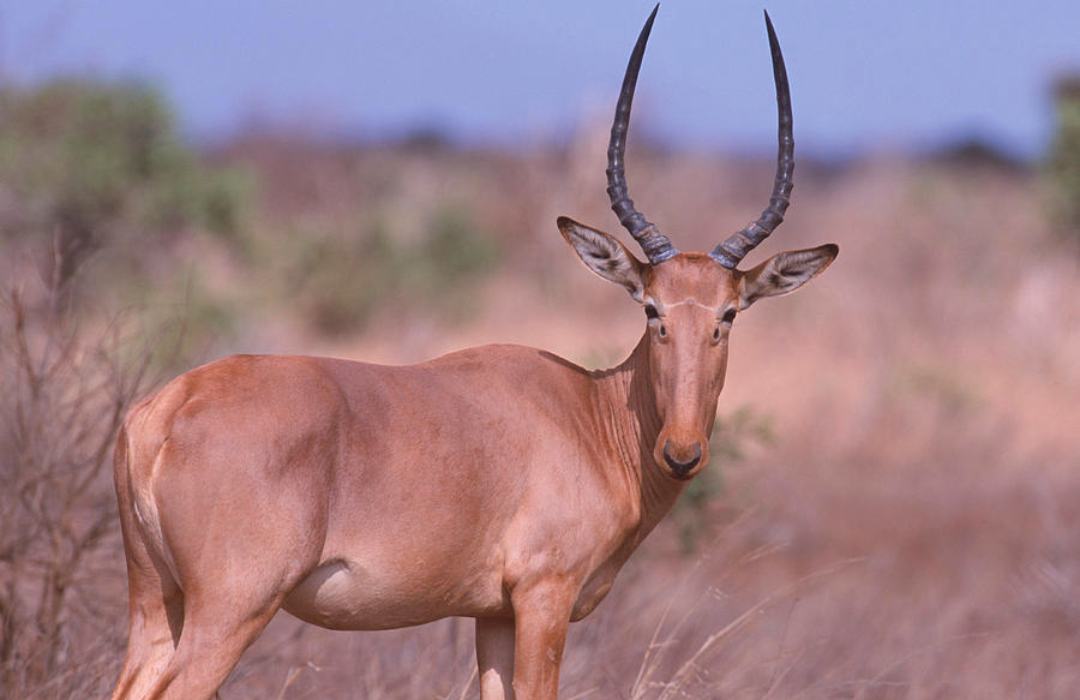 The Most Unusual Animals You Can Find in Kenya