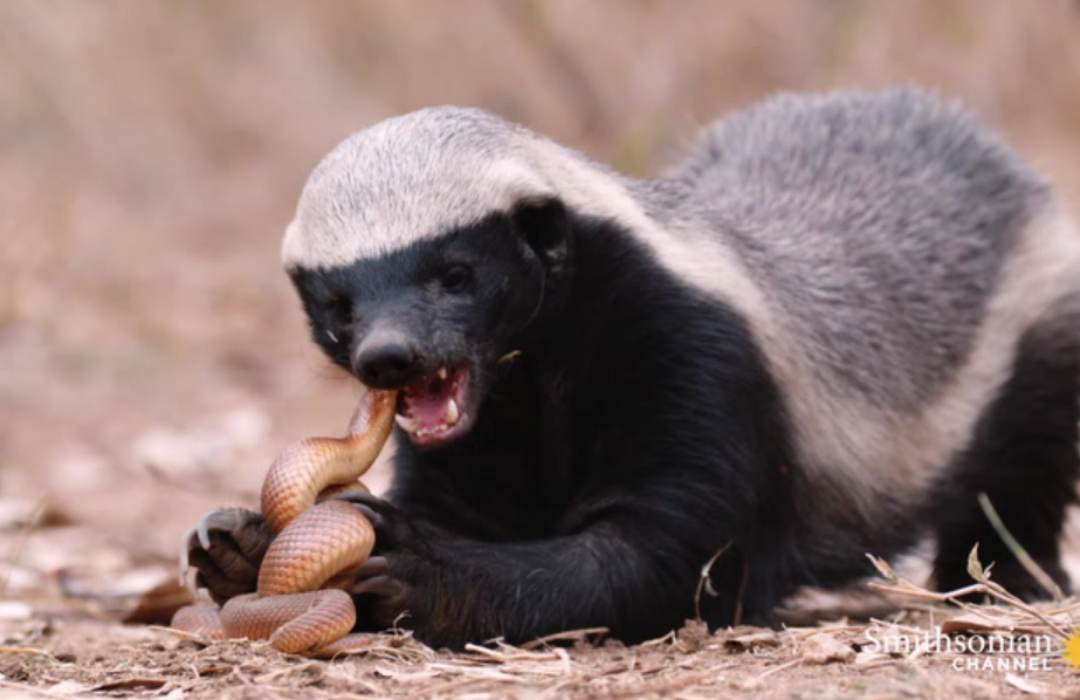 The Most Unusual Animals You Can Find in Kenya