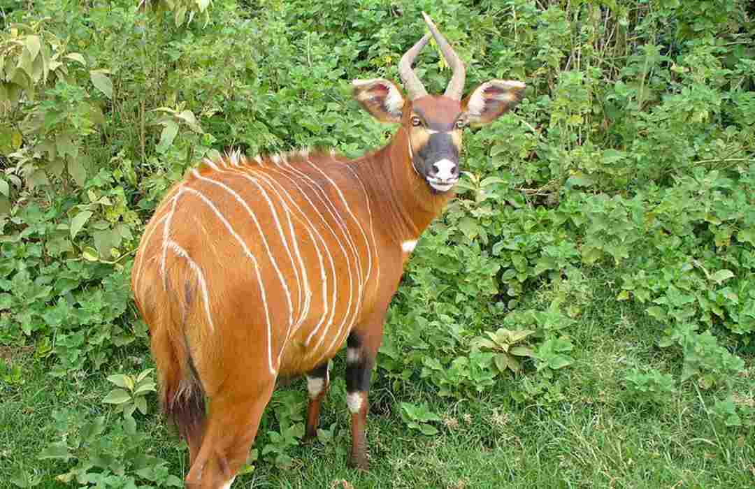 The Most Unusual Animals You Can Find in Kenya