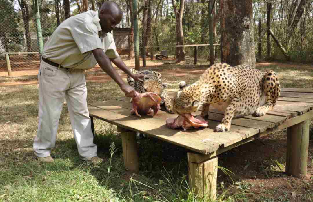 Things to Do in Nairobi