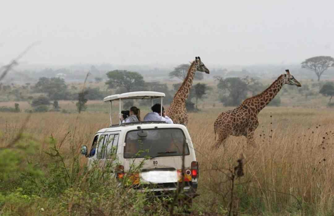 Simplified Nairobi National Park Travel Guide