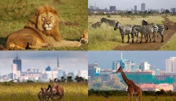 Simplified Nairobi National Park Travel Guide