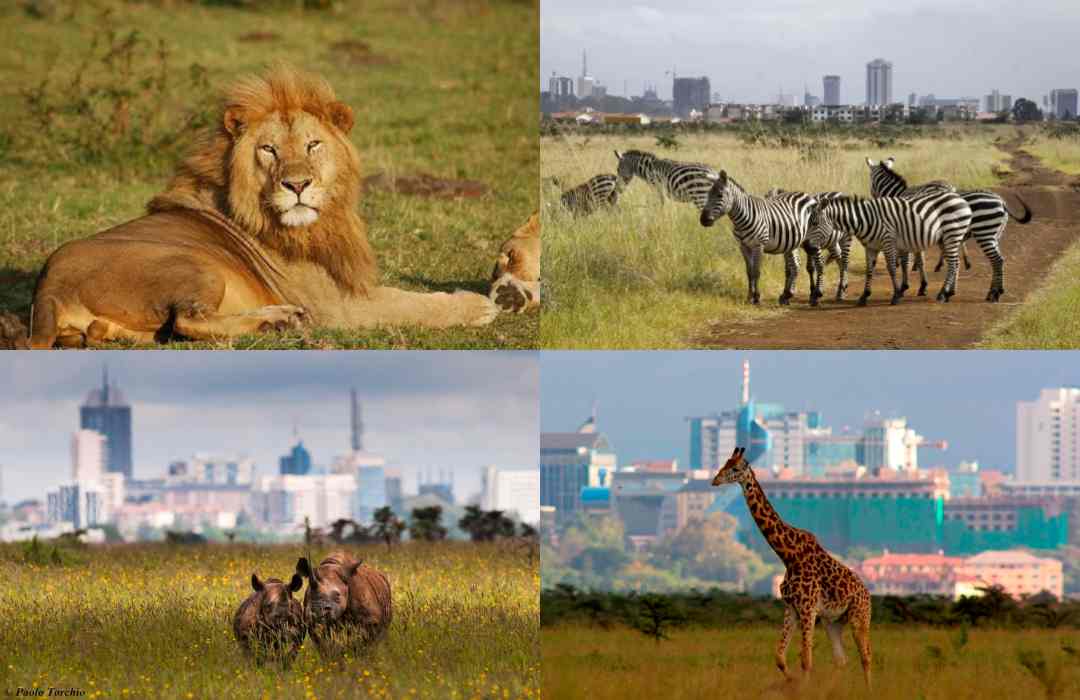 Simplified Nairobi National Park Travel Guide
