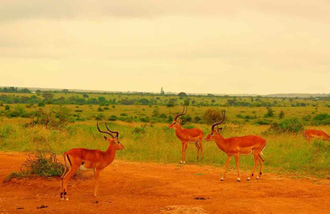 Simplified Nairobi National Park Travel Guide