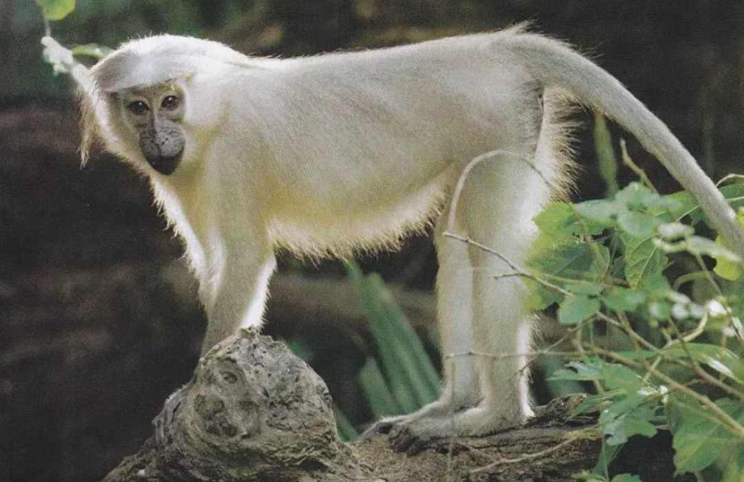 The Most Unusual Animals You Can Find in Kenya