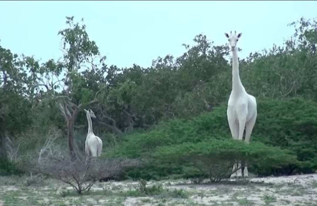 The Most Unusual Animals You Can Find in Kenya