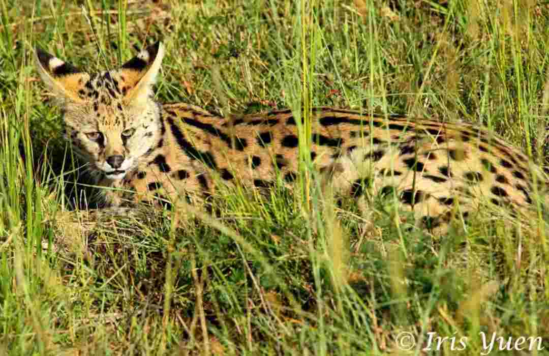 The Most Unusual Animals You Can Find in Kenya
