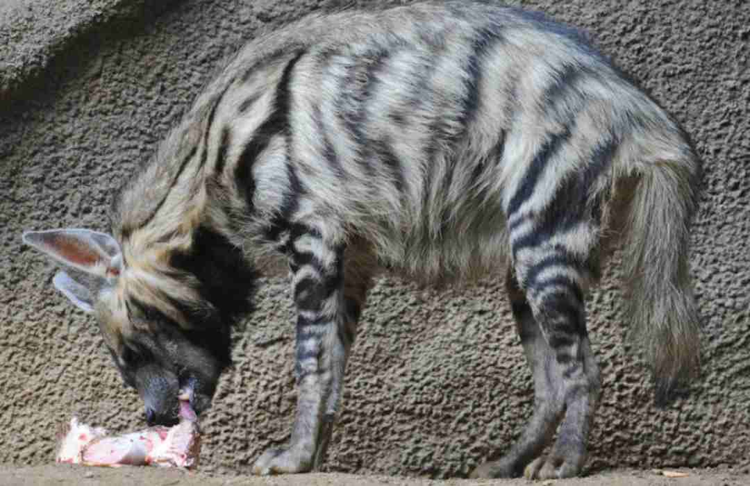 The Most Unusual Animals You Can Find in Kenya