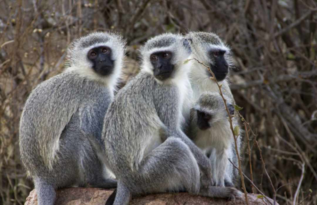 The Most Unusual Animals You Can Find in Kenya