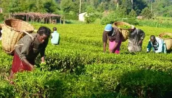 How To Apply For Agri-biz Loan From Youth Enterprise Fund