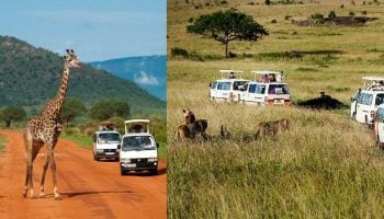 Important Things You Should Know Before Going On A Safari