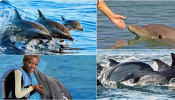 Dipping With The Dolphins? Here Are Some Tips