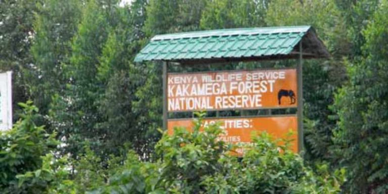 Kakamega Forest National Reserve
