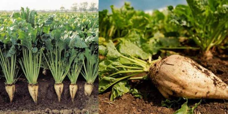 Sugar Beet Farming In Kenya