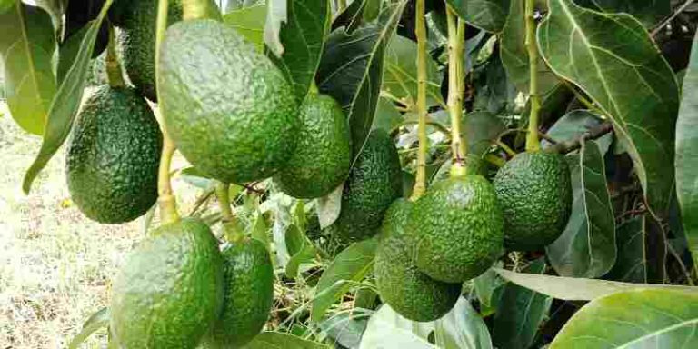 Avocado Farming In Kenya