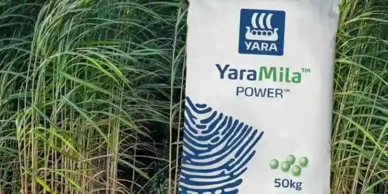 Best Fertilizers For Sugarcane In Kenya