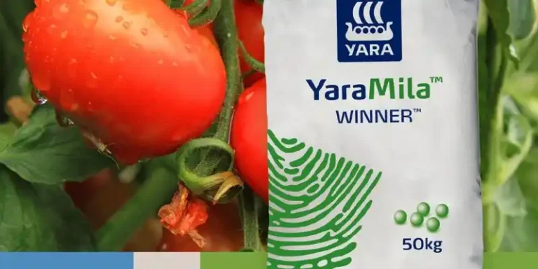 Best Fertilizers For Tomatoes In Kenya