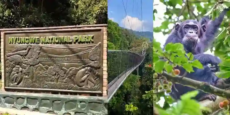 Nyungwe Forest National Park Entrance Fees