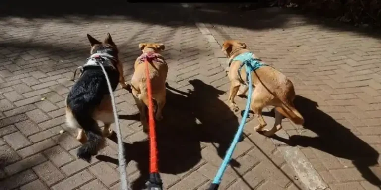 List Of Best Dog Walkers In Nairobi