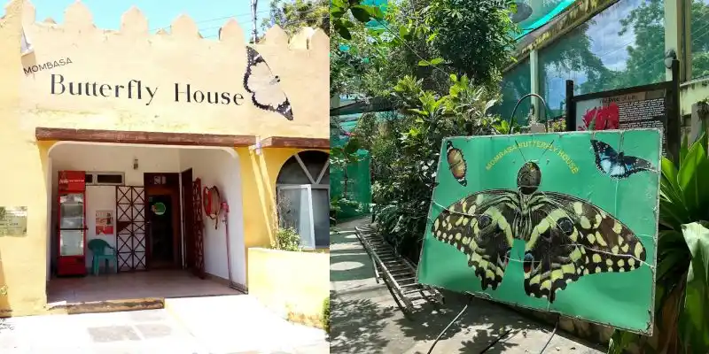 Mombasa Butterfly House