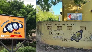 Mombasa Butterfly House Entrance Fees